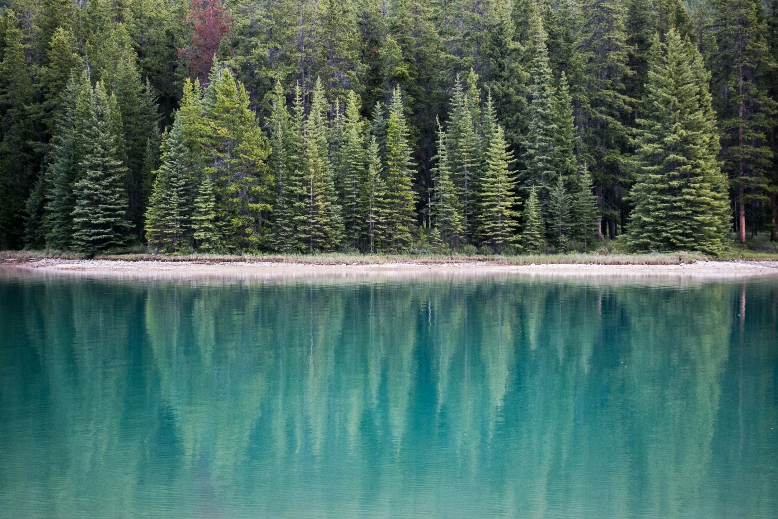 Bosque de pinos reflejado en un lago tranquilo