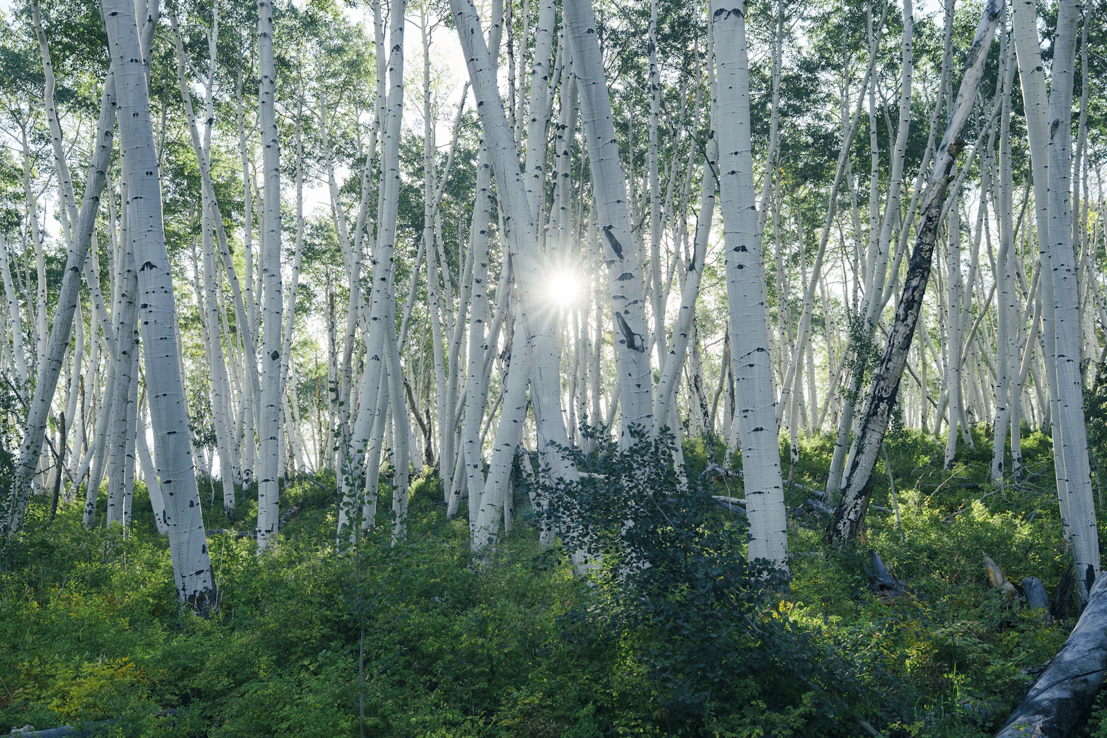 Sunlight filtering through a grove of aspen trees